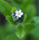 فراموشم مکن